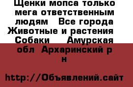 Щенки мопса только мега-ответственным людям - Все города Животные и растения » Собаки   . Амурская обл.,Архаринский р-н